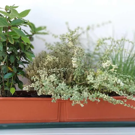 Zenzero ロアーノ